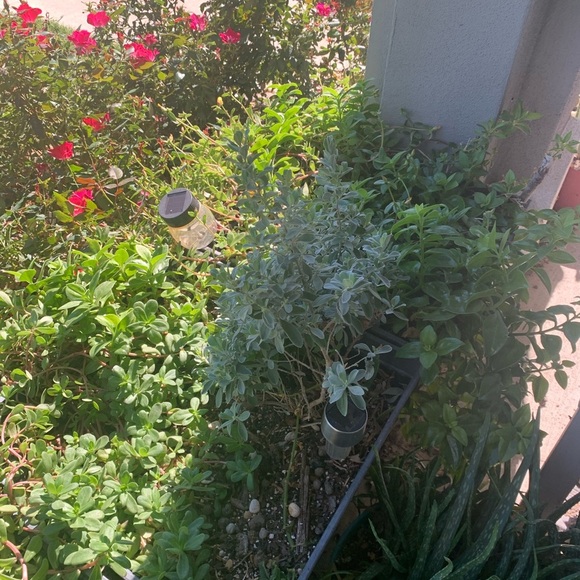 Aloe vera, baby sunrose, purslane, bare root, $10 for 10, mix and match​ - Picture 2 of 2